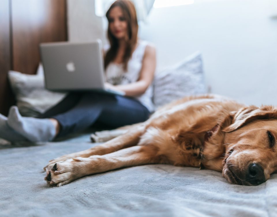Golden Retriever lying on bed